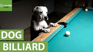 Dog reveals impressive billiards trick shots