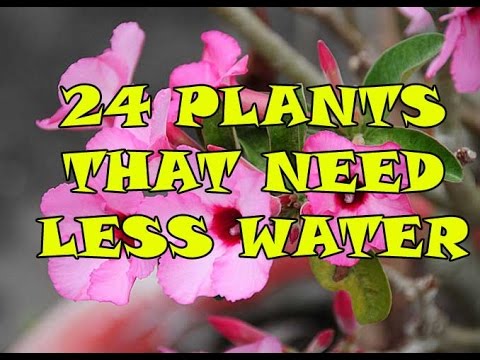 image-Can survive in soil with very little water?