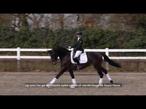 Rheinglanz - Stallion Collection Schockemoehle & Helgstrand 2021 (DK)