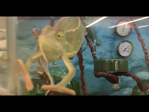 Chameleons wanting attention putting on a show dancing to the music