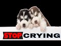 Sound To Stop A Puppy From Crying At Night