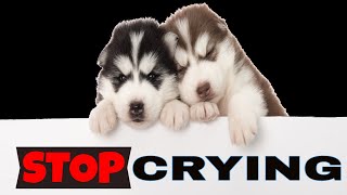 Sound To Stop a Puppy From Crying at Night