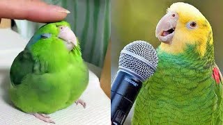 Smart And Funny Parrots Parrot Talking Videos Compilation (2024) - Cute Birds #6