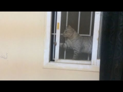 اذكي القطط   2019/03/08