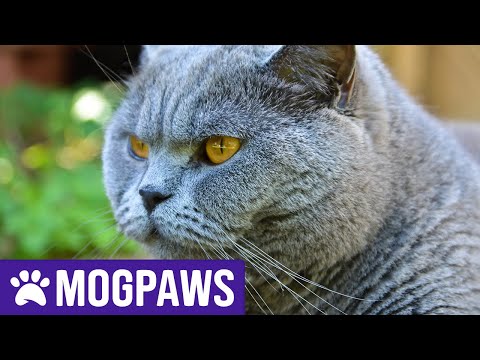 How Long Do British Shorthair Cats Live For?