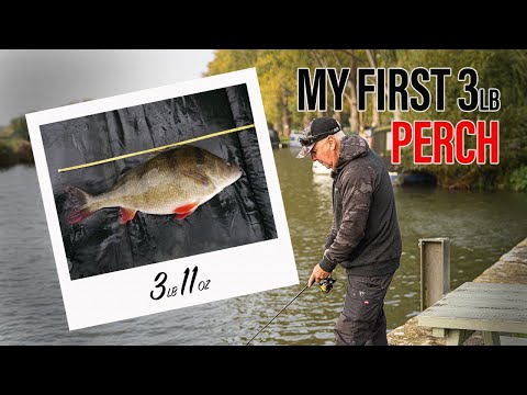 HOW I CAUGHT MY FIRST 3lb PERCH! | Fox Rage big perch fishing with Trevor Gunning