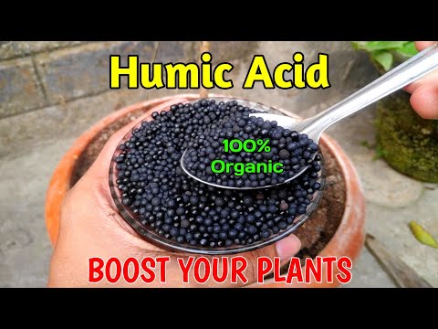 Amino Humic  Shiney Granules imported