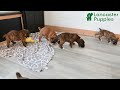 Boxer dogs for sale: Juniper - Video 1