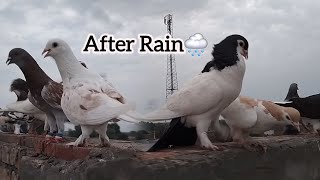 After Rain Pigeons Are In Happy Mood 😊✨️ | Kabotar Bazi Video 2025 | Beautiful Birds Video