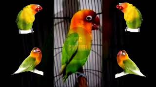 Download lagu Tik Tik Tik Tek Tek Tek Cerrr... Masteran Lovebird Konslet 1 Jam Nonstop mp3