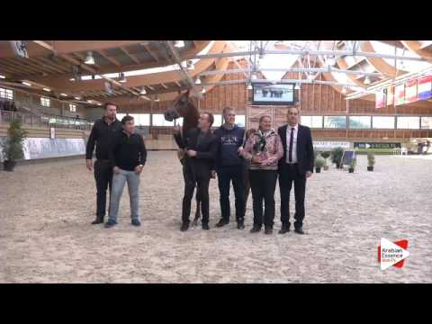 1st PLACE-N.79 JERYAN ALJASSIMYA - DEAUVILLE 2015 - Junior Colts Championship (Class 21)