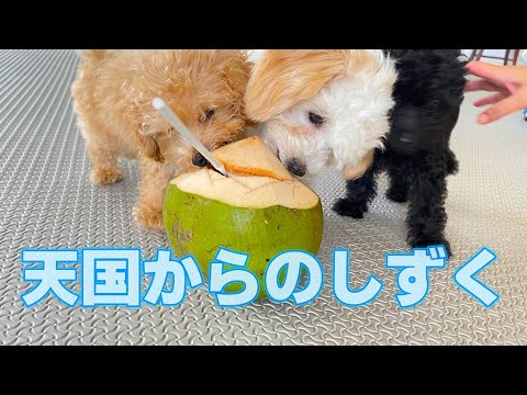 犬にココナッツウォーターを与えても大丈夫ですか?