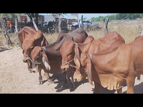 FEIRA DE GADO EM NEGRAS DISTRITO DE ITAÍBA PERNAMBUCO (04/11/25)