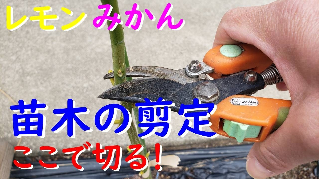 レモン、みかん、柚子、苗木の定植と剪定