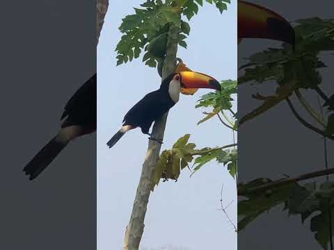 Tucano comendo mamão na porta de casa aqui na roça Laranjal-MG #minasgerais #nature #passaros