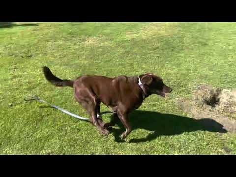 Baba chasing her sister￼