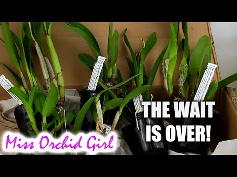 Unboxing Orchid haul.. from Schwerter!