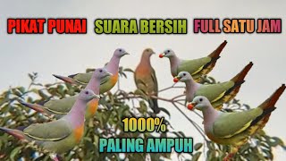 Download lagu SUARA PIKAT PUNAI PALING AMPUH BETINA DAN JANTAN PASTI LANGSUNG MENDEKAT mp3 Download lagu SUARA PIKAT PUNAI PALING AMPUH BETINA DAN JANTAN PASTI LANGSUNG MENDEKAT mp3