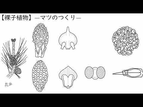 アフリカ熱帯生態圏: 学名 (M) による種子植物について詳しく解説