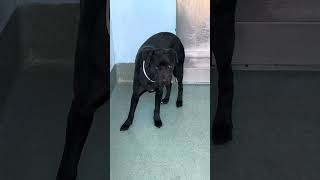 Video preview image #1 Labrador Retriever-Pug Mix Puppy For Sale in Pasadena, CA, USA
