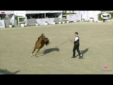 N 32 AJ TALLAH   Sharjah International Arabian Horse Festival 2021   Yearling Fillies Class 1B