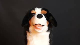 Bernese Mountain Dog Driver Headcover