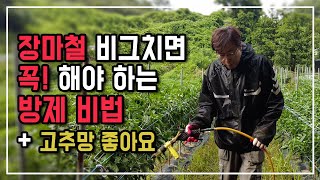 장마철 비온후 꼭 이렇게 방제 해야 병에 안걸려요 그리고 고추망 너무 편해요
