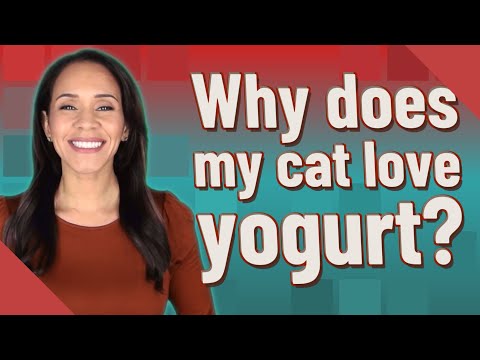 Why does my cat love yogurt?