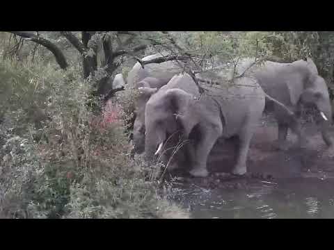 Kwa: Elephants getting a quick drink - 17:38 - 06/06/19