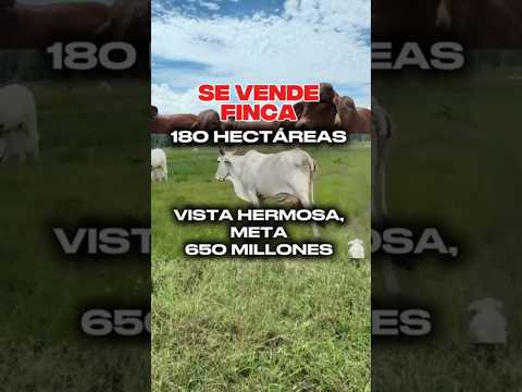 SE VENDE FONCA DE 180 HECTÁREAS, EN VISTA HERMOSA, META COLOMBIA 🇨🇴 #fincasenventa #colombia