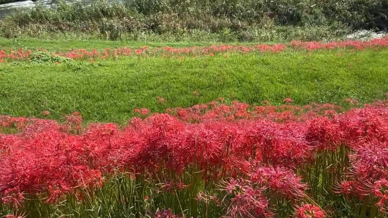 この世とあの世の境界線　日本にある彼岸花が咲き乱れる川　higanbana in japan　higan hana