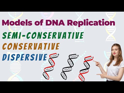 Modelle der DNA-Replikation | Semikonservativ - Konservativ - Dispersiv