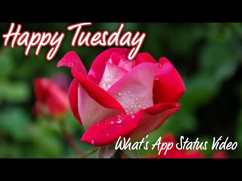 Happy Tuesday, Latest good morning wishes, SMS, Greetings,Whats App video message, Whats App Status