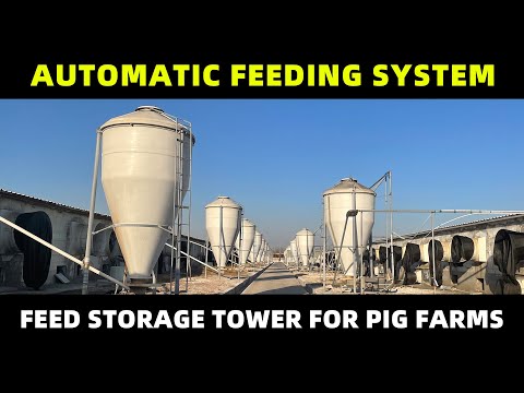 Pig farm feed storage tower | Automatic feeding system for modern pig farms | GREAT FARM