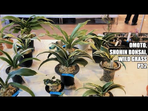 Shohin bonsai, wild grass, omoto ・ 晩秋の古典園芸植物展 2021 PART.2
