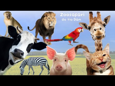 Aprenda o Som dos Animais e Conheça os Animais - 50 ANIMAIS E SEUS NOMES