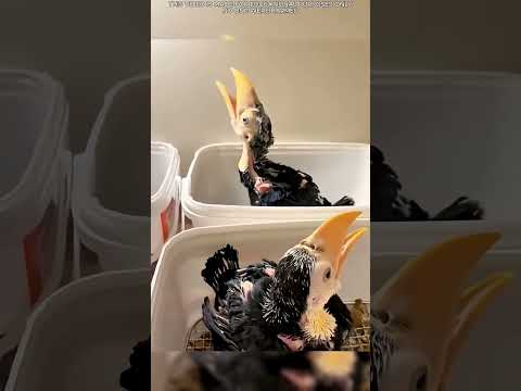 😢 بعد كل هذا الحب، إعجابان فقط؟