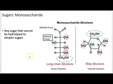 Biochemistry 101: Carbohydrates (Lecture 6 of 12)