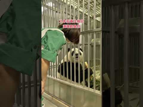 「滿眼都是你～」 #大熊貓樂樂 #大熊貓和飼養員 #萬物皆有靈性 #動物也有愛