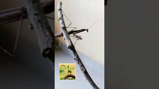 Download lagu #shorts | mentadak mentadu macemana ipin tidur ? #funnyvideo #kartunanak #upinipinterbaru mp3 Download lagu #shorts | mentadak mentadu macemana ipin tidur ? #funnyvideo #kartunanak #upinipinterbaru mp3