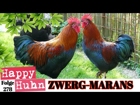 Zwerg Marans-Hühner im Portrait - Züchterin Karin im Interview - HAPPY HUHN E278 - French Marans
