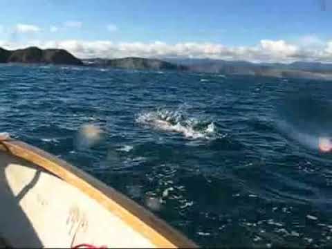 Dolphins in Island Bay, Wellington, 2007