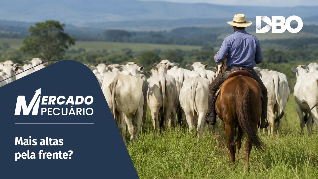 Boi gordo: retenção de fêmeas reforça cenário de menor oferta