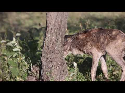 Newborn wildebeest reuinted with mother - uplifting!