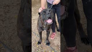 Video preview image #1 Mastiff Puppy For Sale in Goodyear, AZ, USA