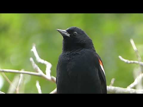 image-What preys on red-winged blackbirds?