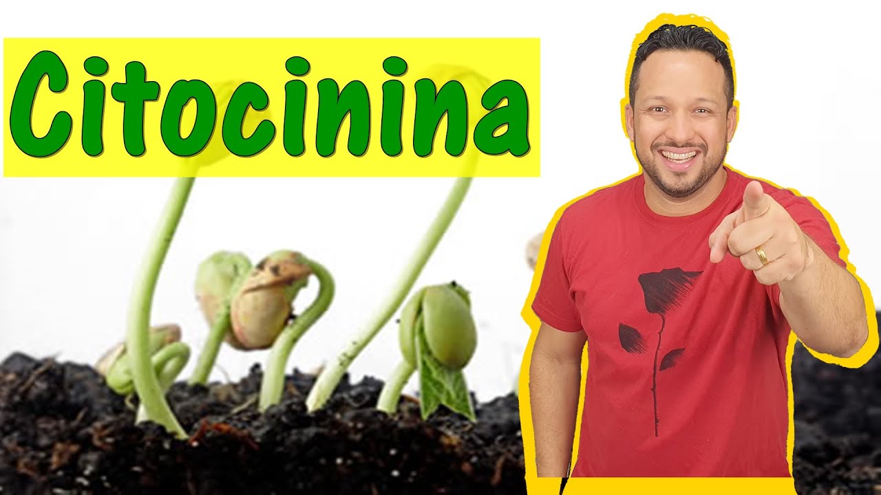 Citocinina - Hormônios Vegetais - Fitormônios - Fisiologia Vegetal - Botânica