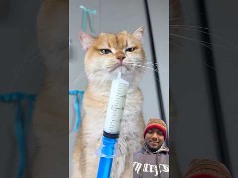 When will Nika finally have kittens?😱😹 #cat #cats  #catworld #lovelycat #happycat @PrincessNikacat