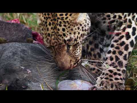 Leopard Eating Warthog