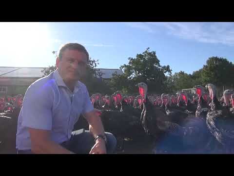 Bio Puten auf dem Bio Hof Zieslübbe